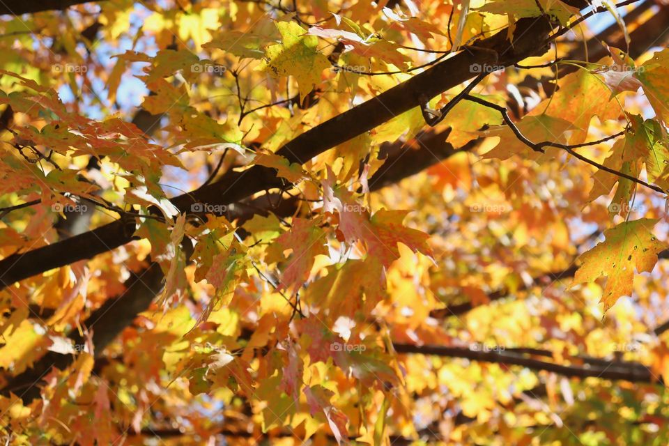 Autumn in the park