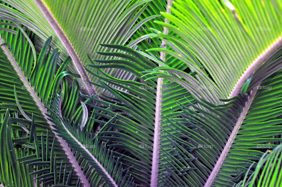 flora tree palm leaves by refocusphoto