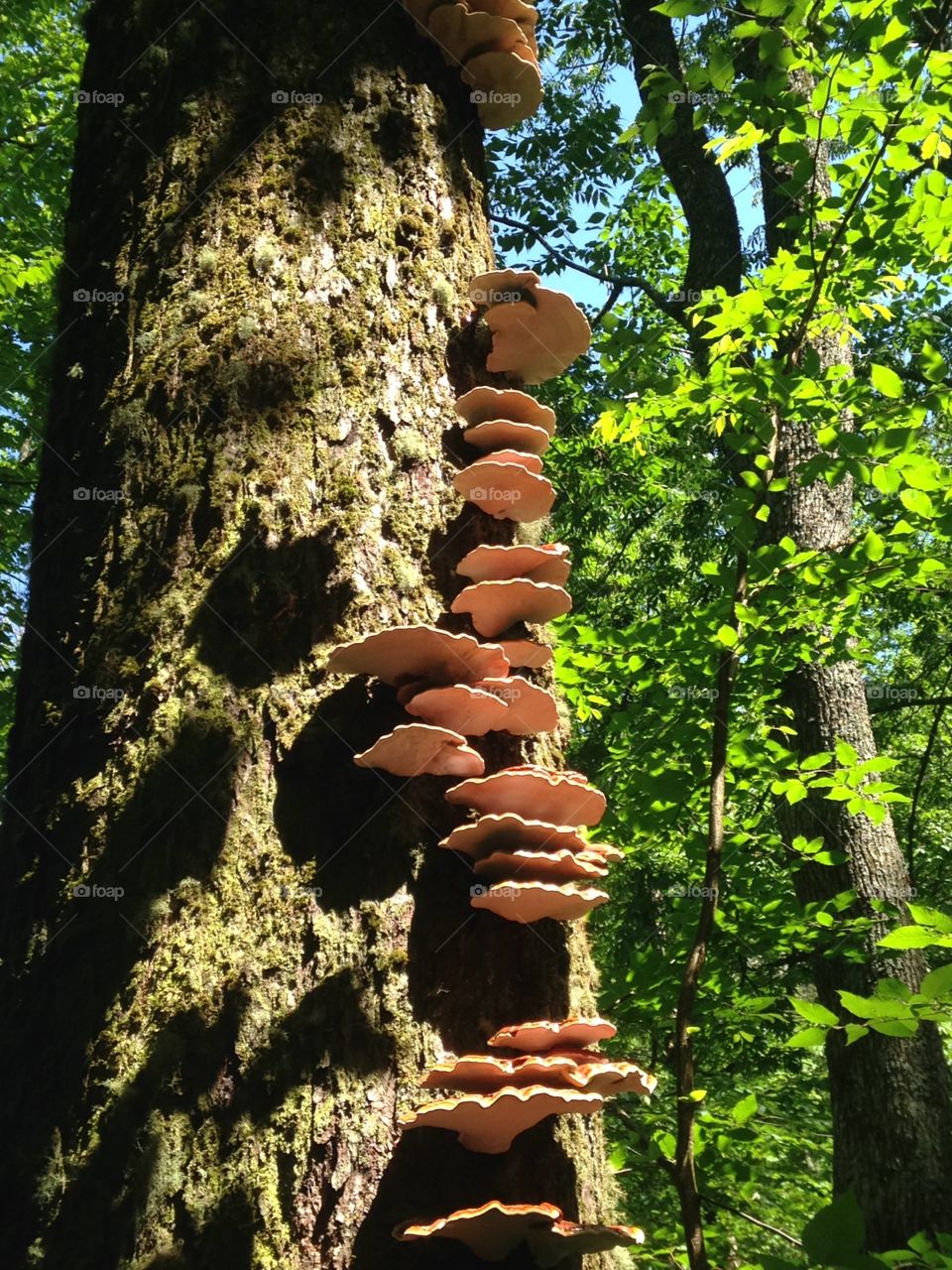 Column of shelf fungus in Smoky Mountains National Park
