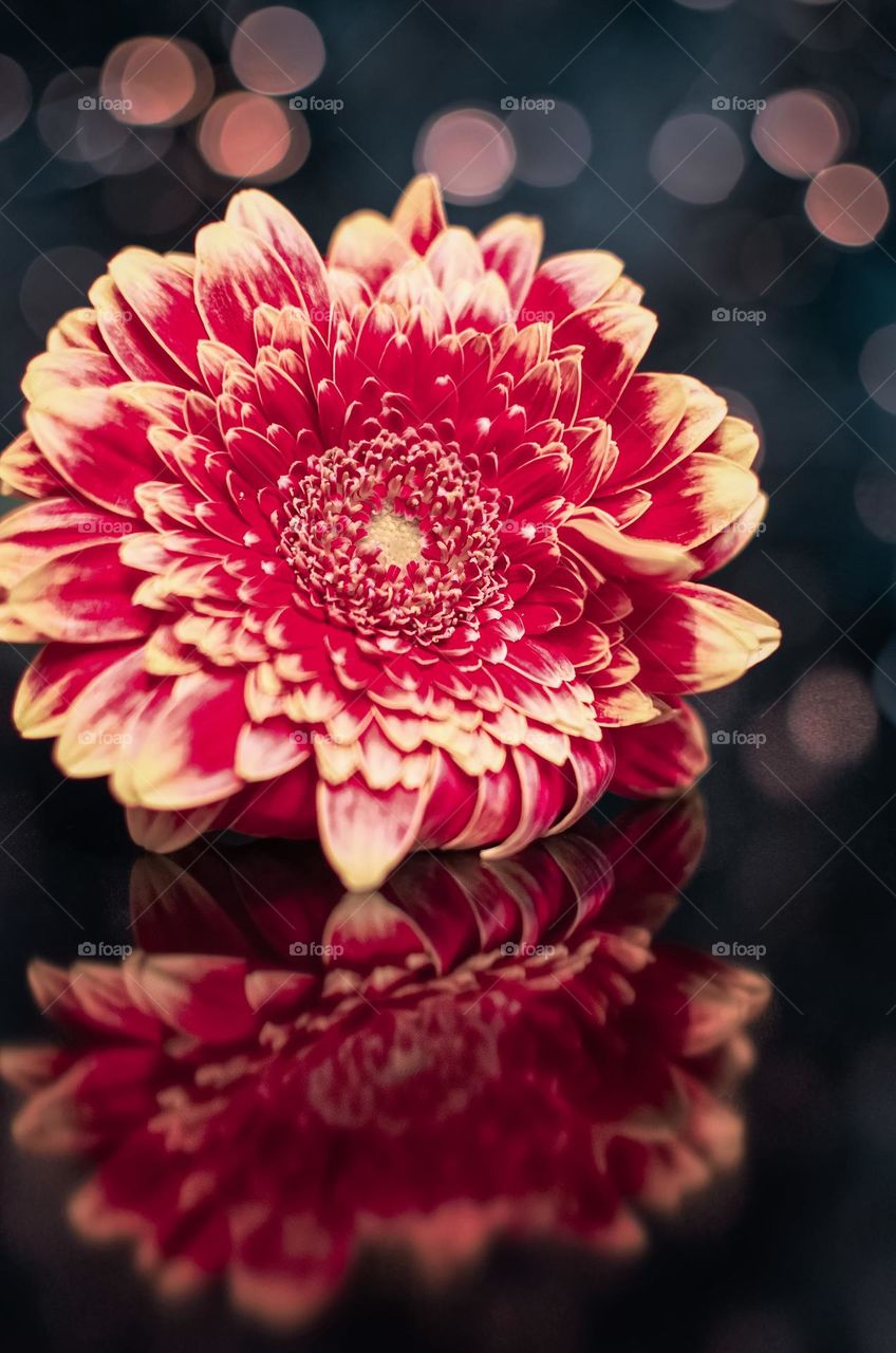 Closeup shot of magenta flower
