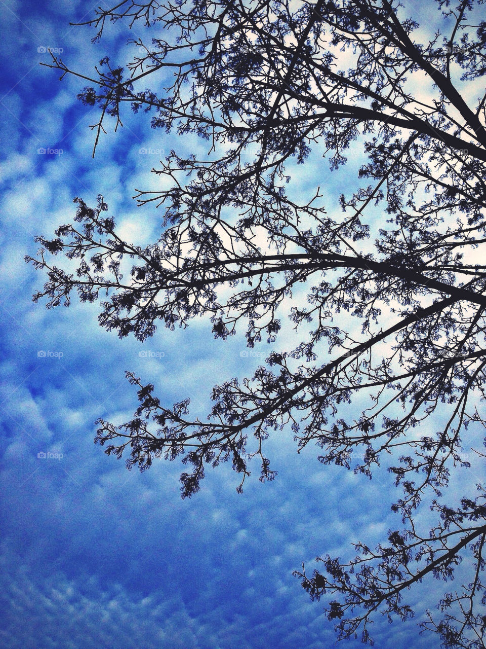 Spring is budding through on the trees.