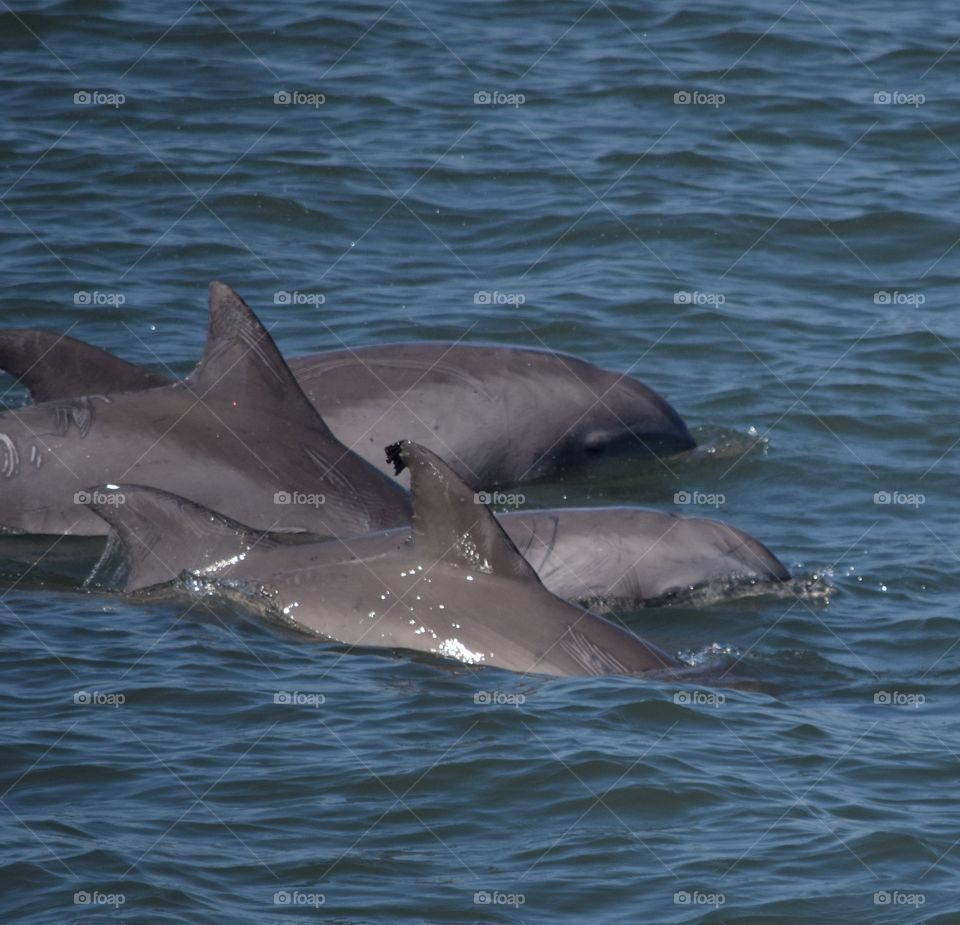 Pod of dolphins. 