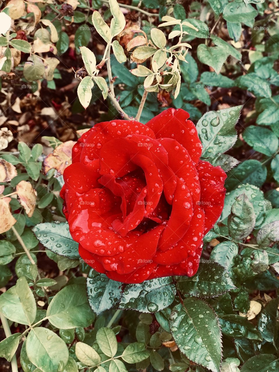 Dew drops on a red rose