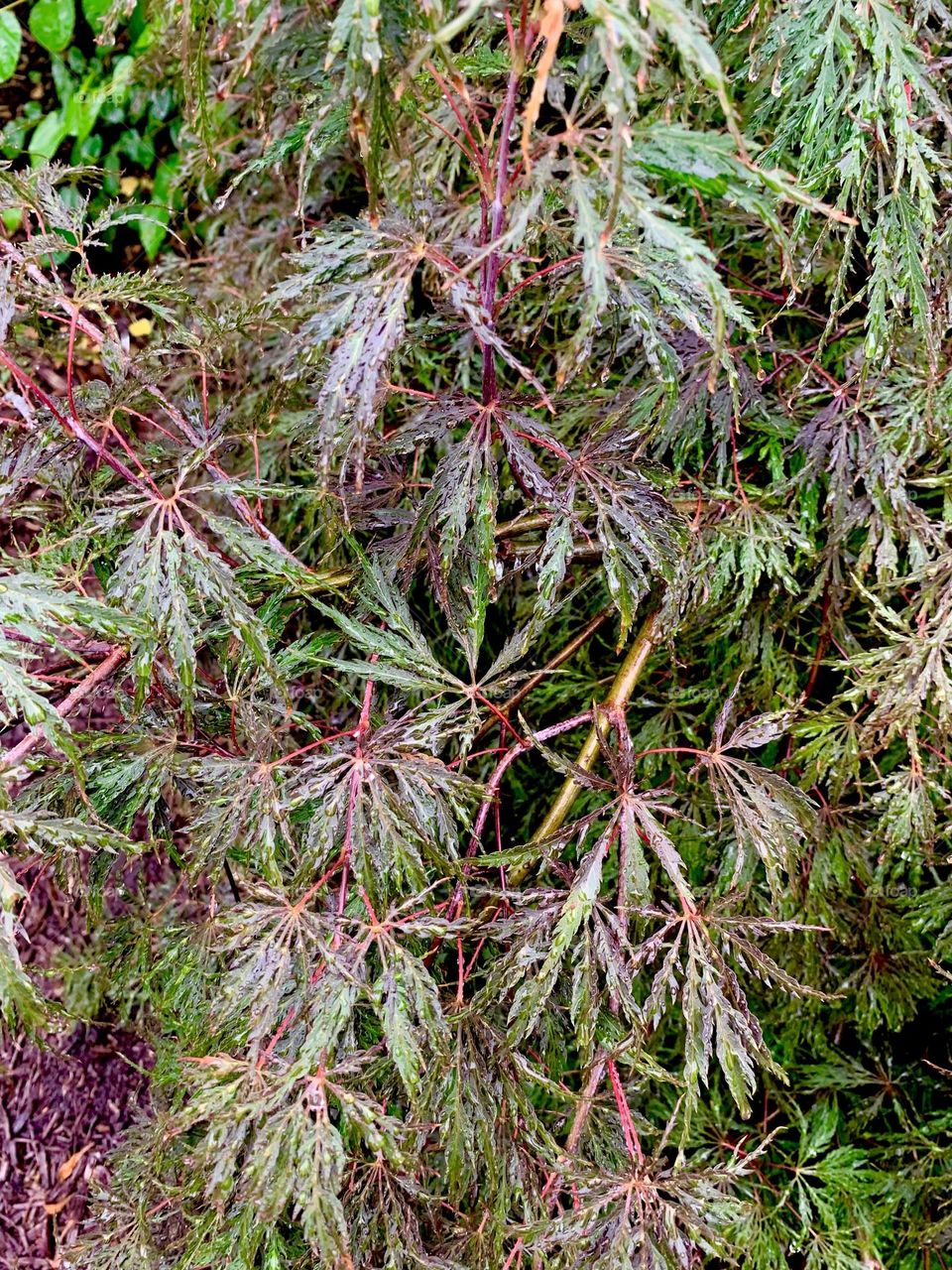 More Japanese maple leaves 