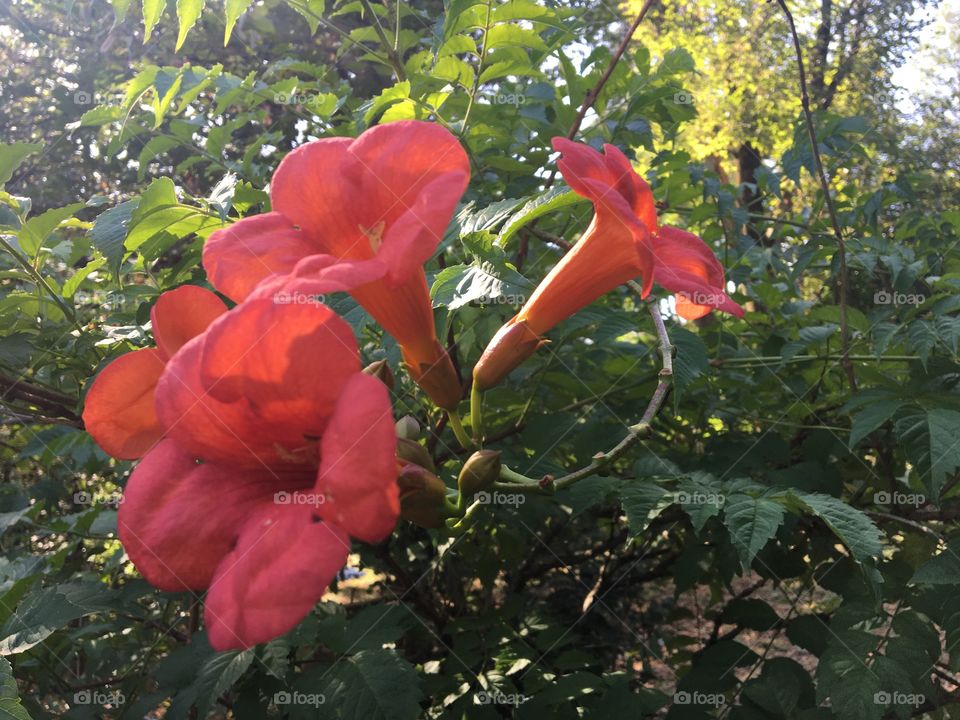 Trumpet vine