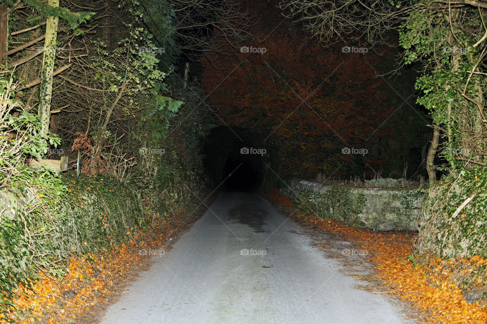 A country road vanishing into the night