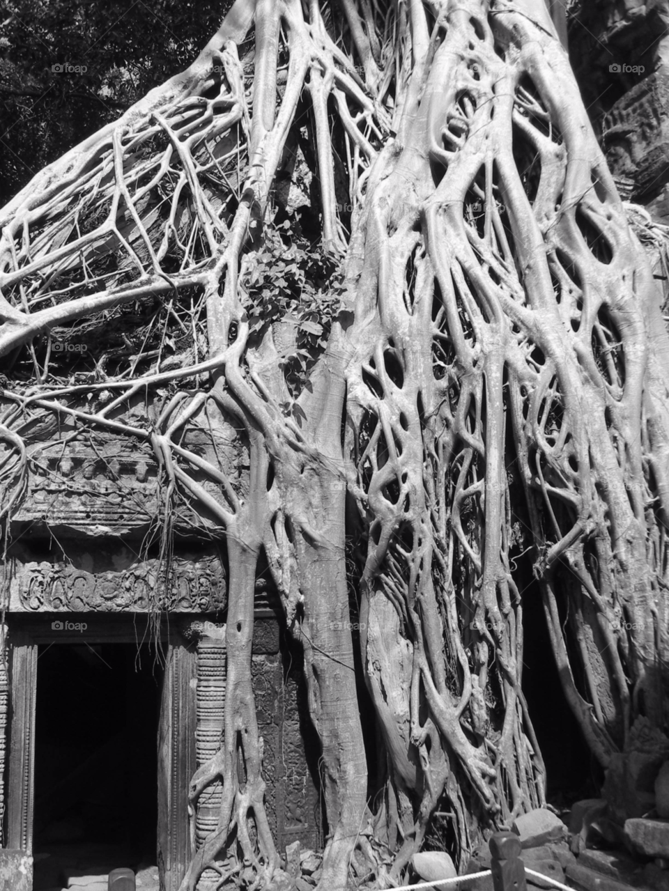 tree temple overgrown angkor wat by rd_wells