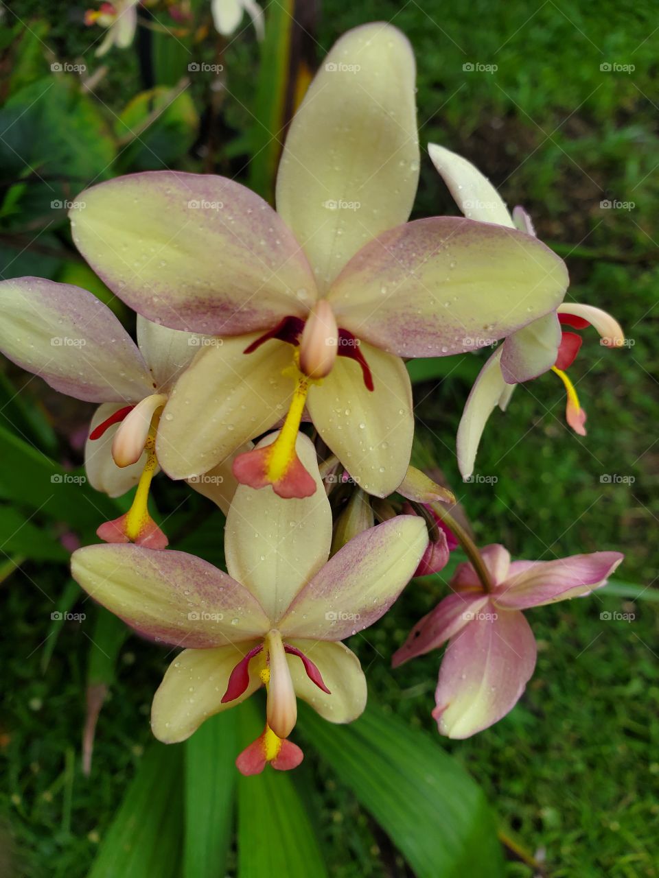 exotic orchids