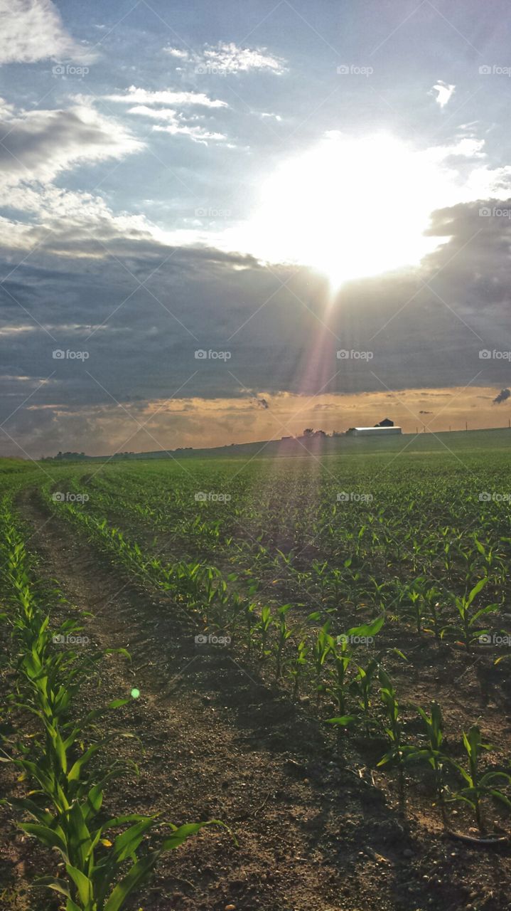 Nebraska. Sunset over a Nebraska cornfield