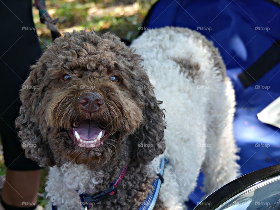 Animals captured on camera - one happy Schnoodle looking at the camera with a smile. Excellent addition to the family because of their companionship and they have very little shedding (Hypoallergenic)