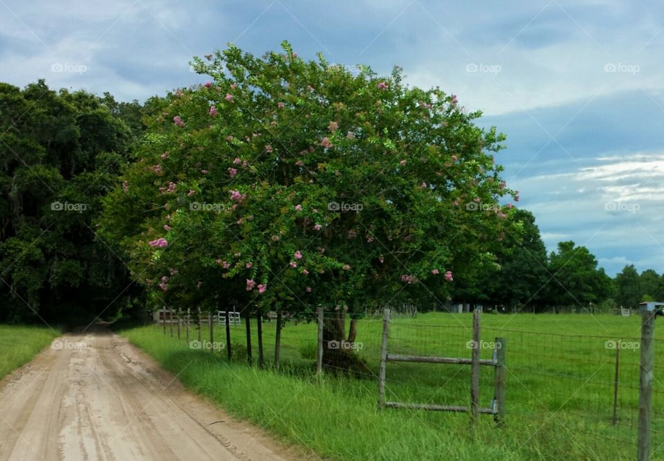 beautiful crepe myrtle