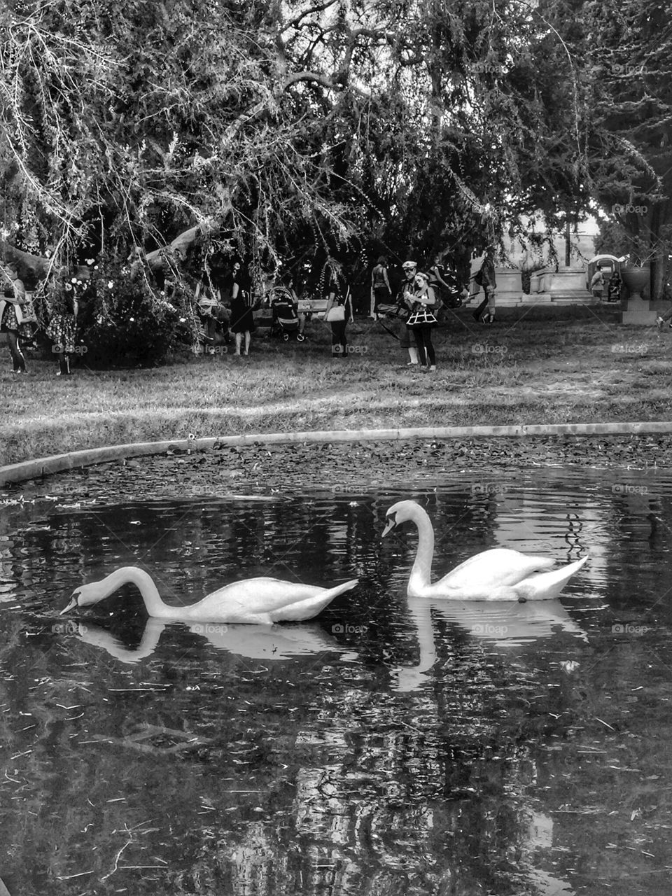 Swans