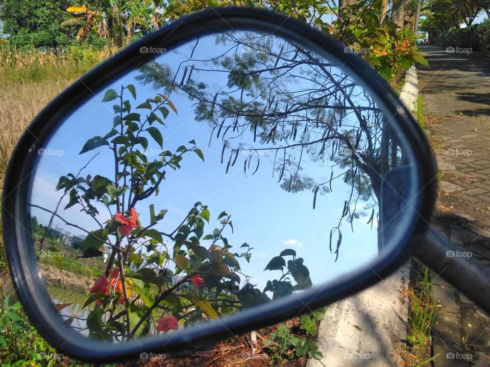 Plant and tree in the mirror