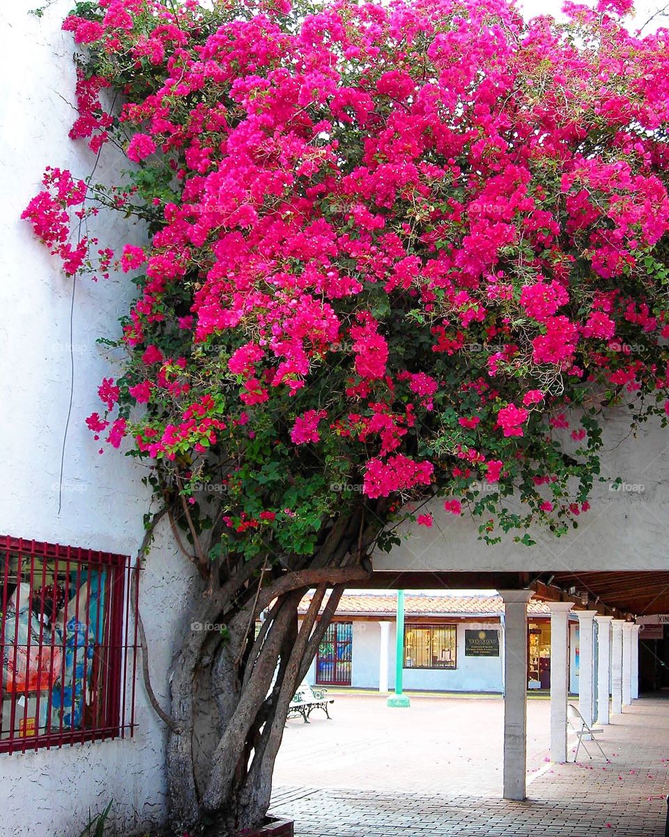 Bougainvillea 