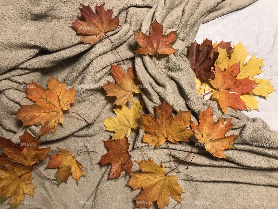 Autumn leaves 