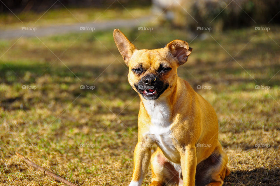 Smiling dog