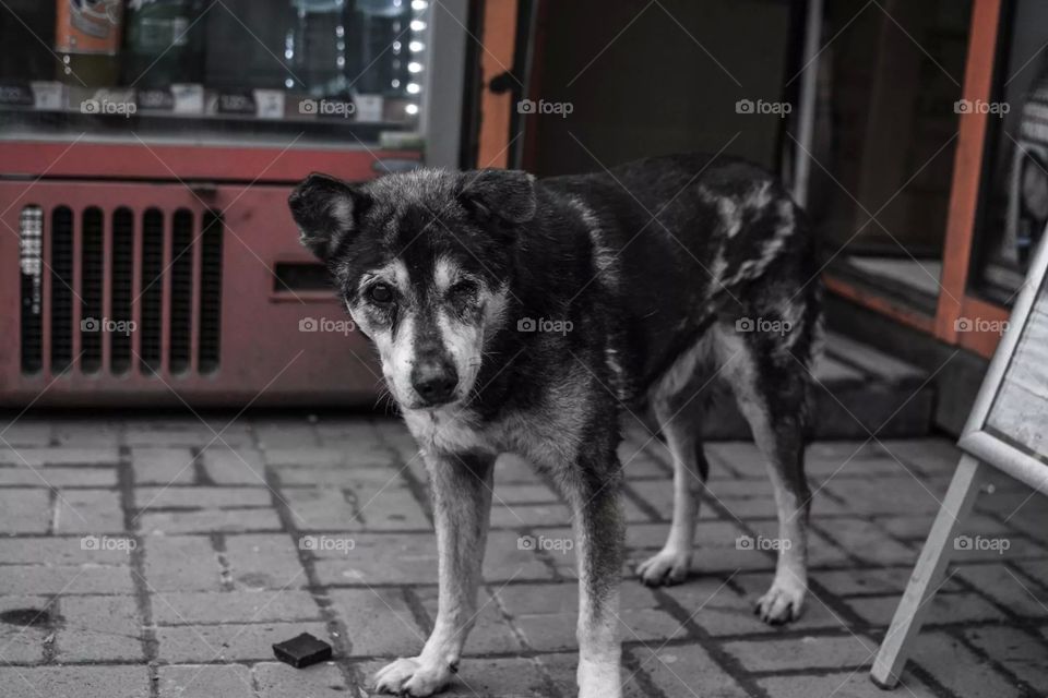 Stray. A stray dog in Bucharest