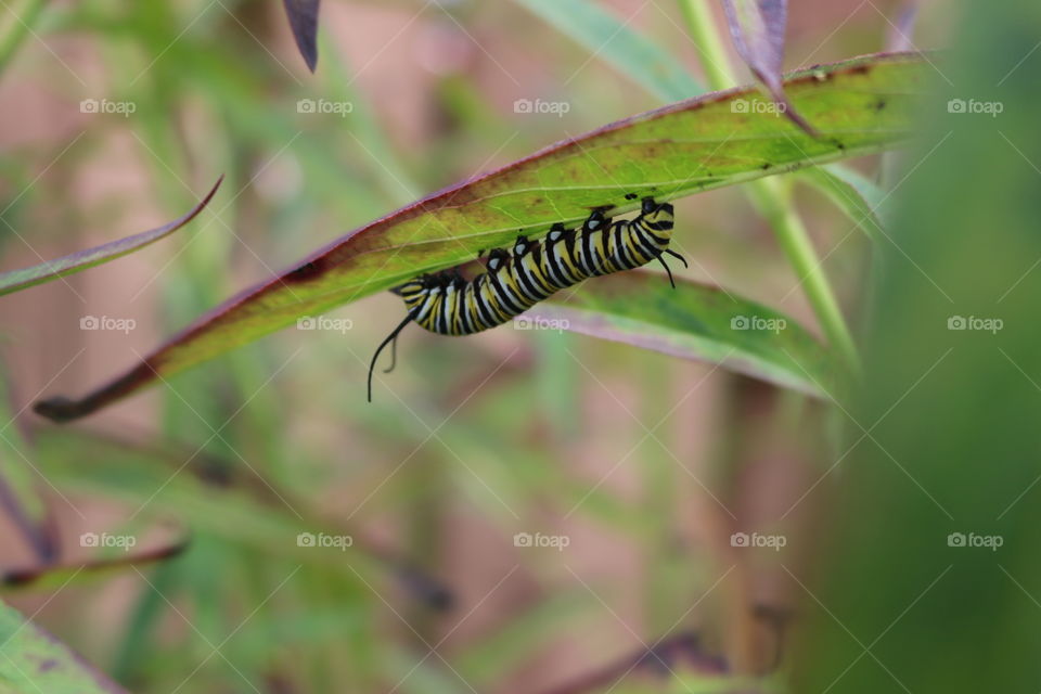 Monarch caterpillar munching on milkweed 