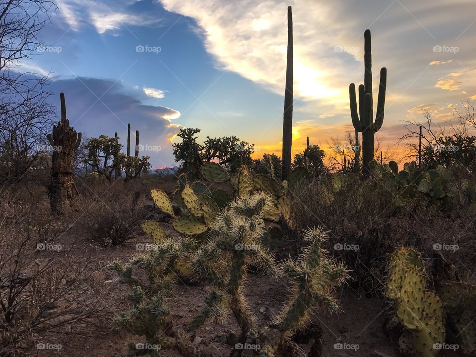 Desert Sunset Landscape 