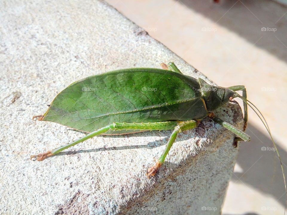 leaf imsect