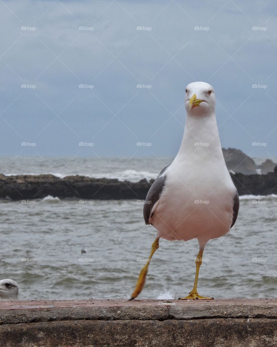 Portrait of seagull