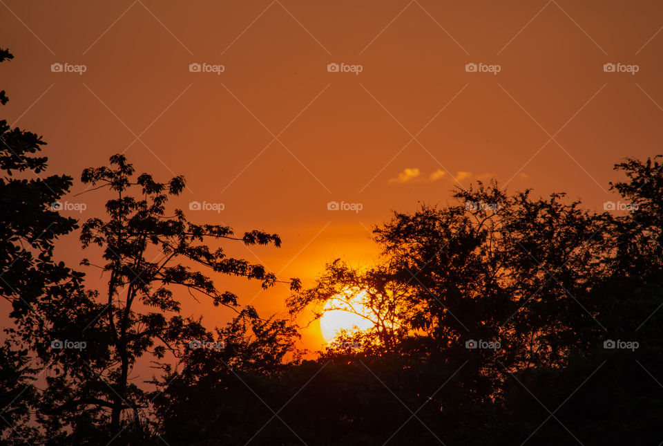 The beauty of a sunset behind a tree and orange sky