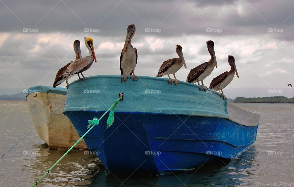 A flock of pelicans standing on a blue boat