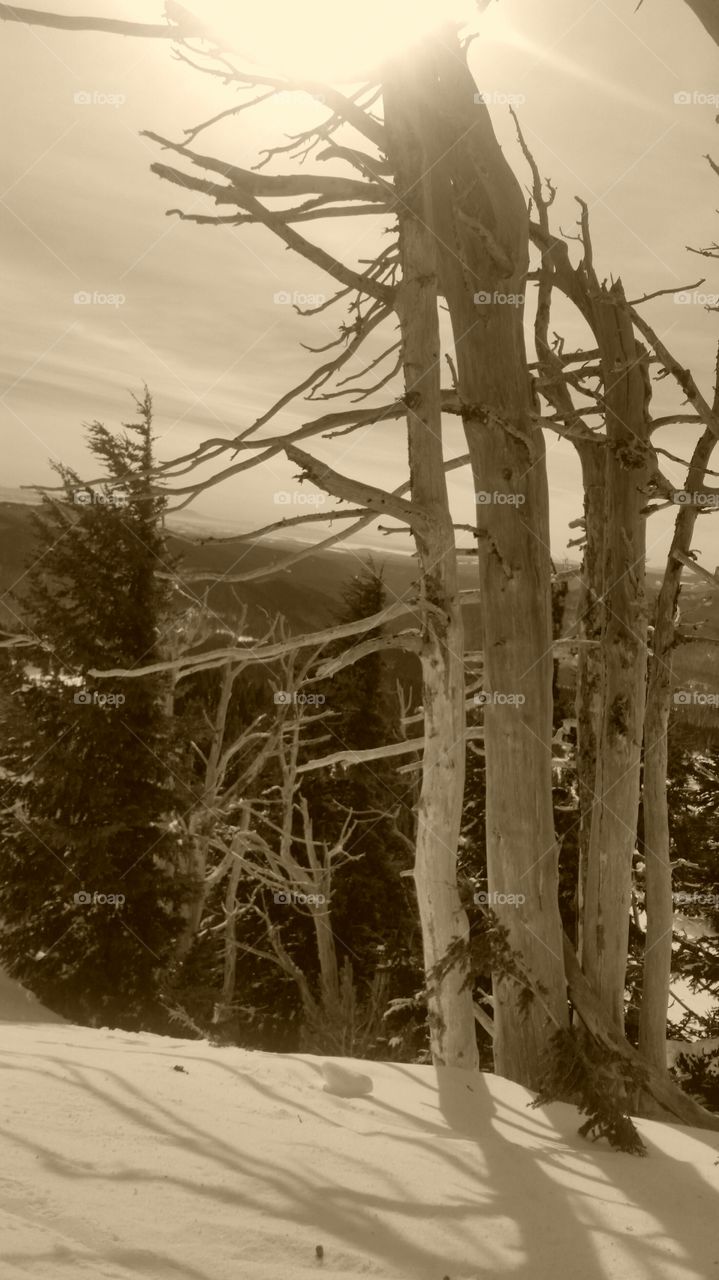 Mountain trees