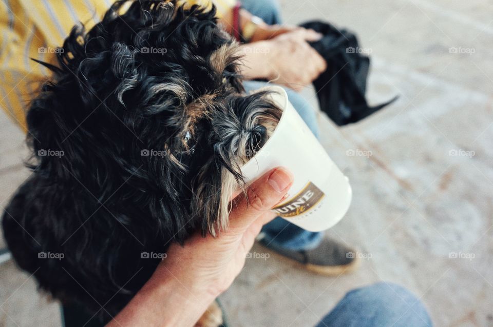 Animals. Dog Water Break