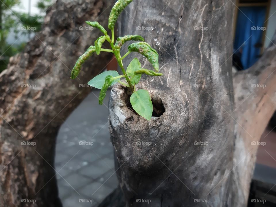 A new plants that represented a new life.