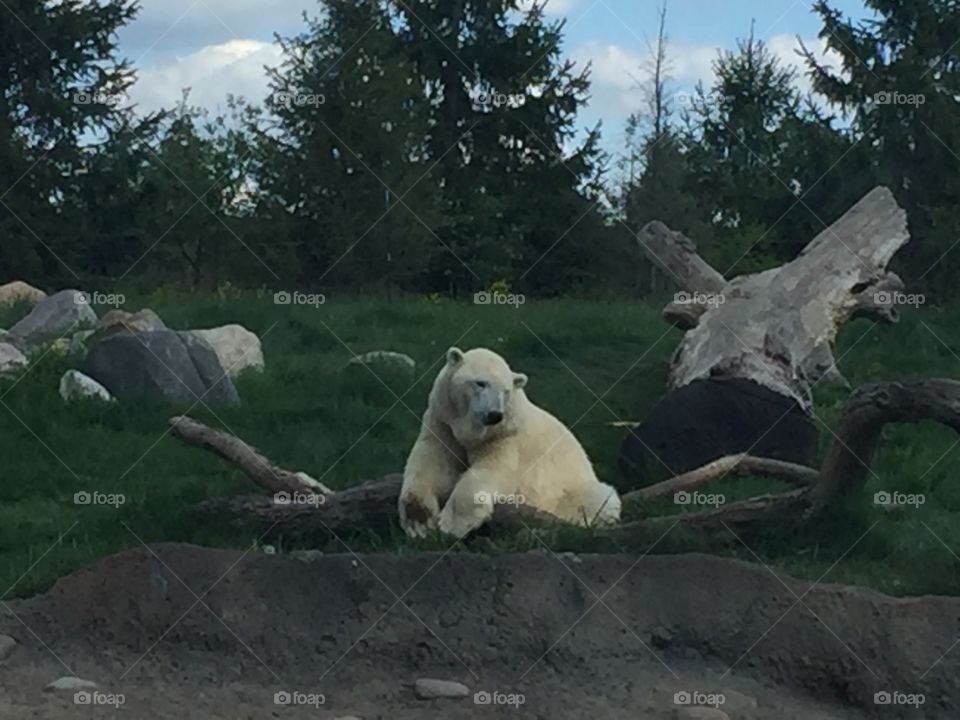 Polar Bear at Rest