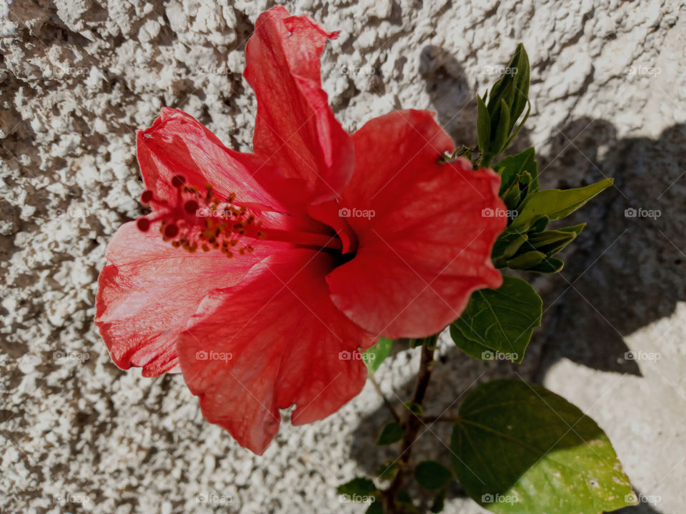 Red flower