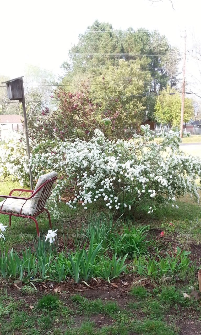 Beautiful white bush coming to bloom in spring with a birdhouse and chair in photo.