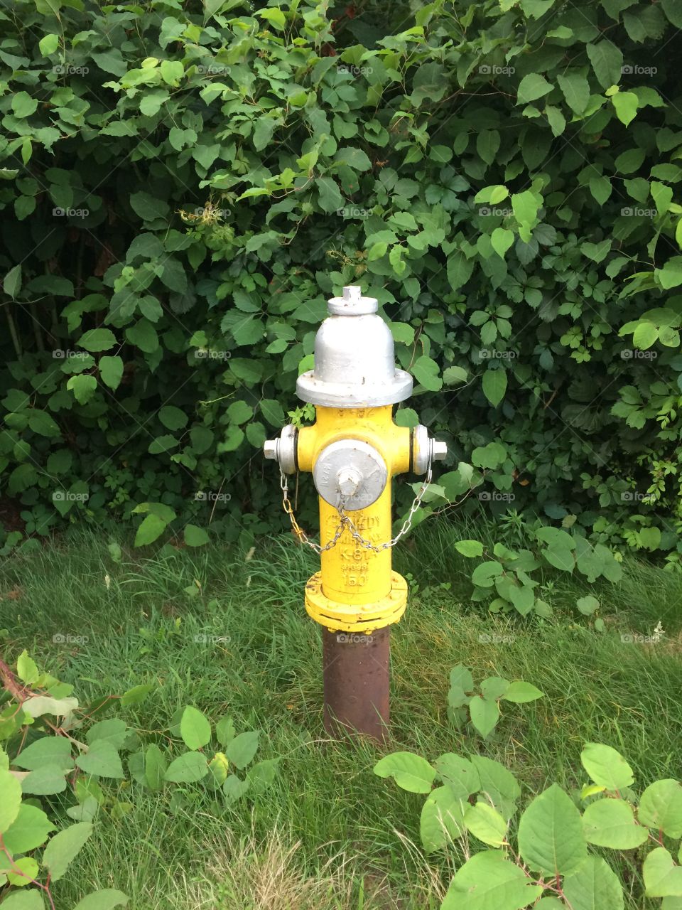 Wild hydrant 4