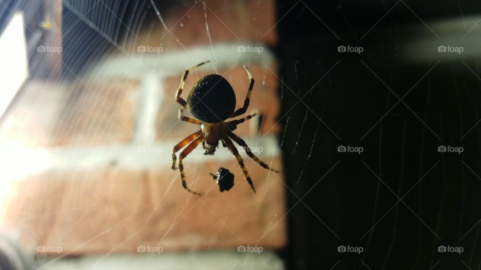Spider, Arachnid, Insect, Spiderweb, Creepy