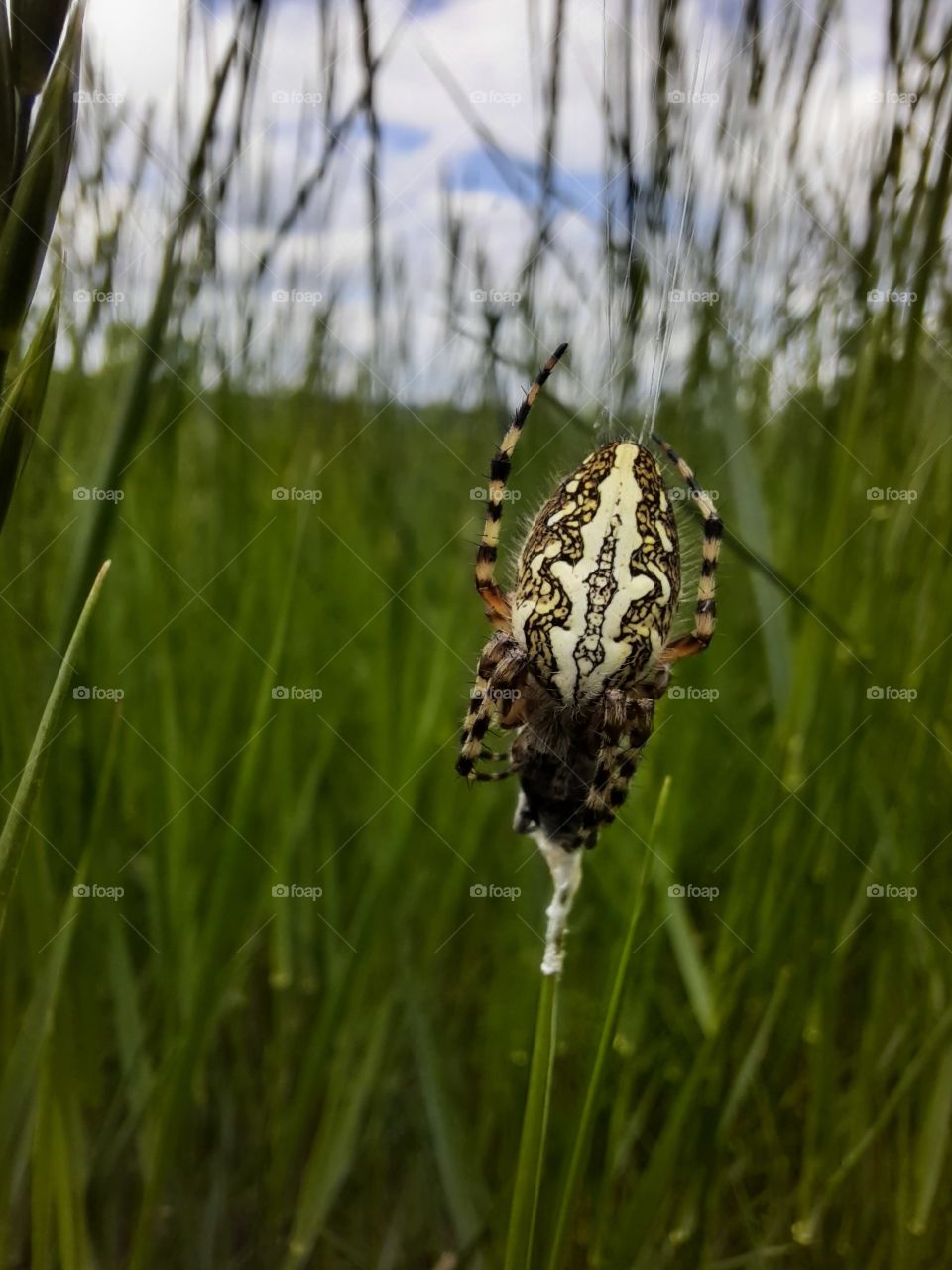 found her sleeping on a very hot summers day the color and pattern are so beautiful