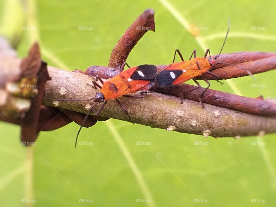hemiptera. mating insects
