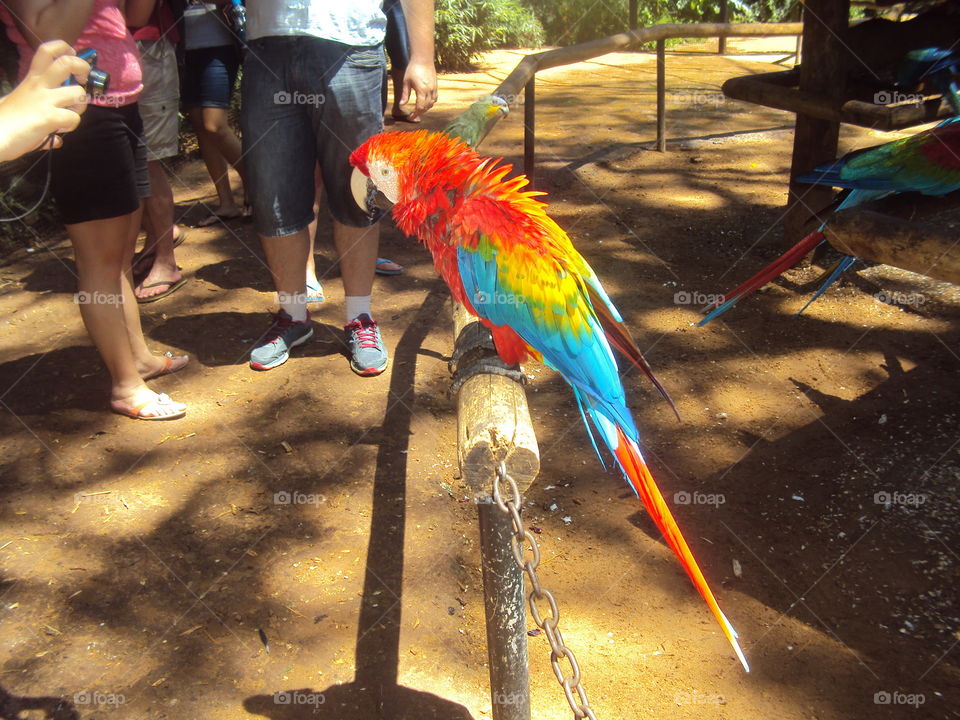 papagaio, BIRD