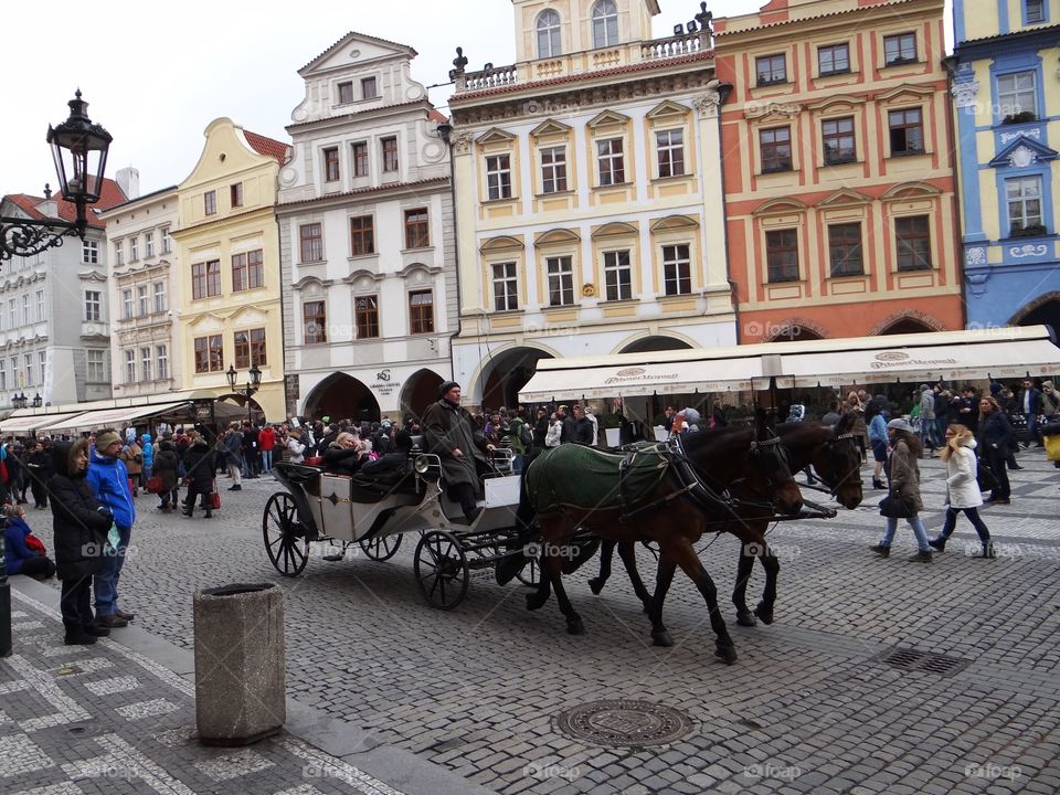 Horses in city center Prague