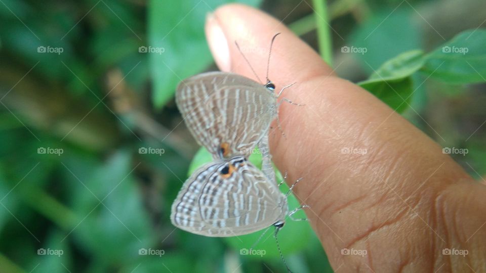A pair of little butterflies perched on the fingertips