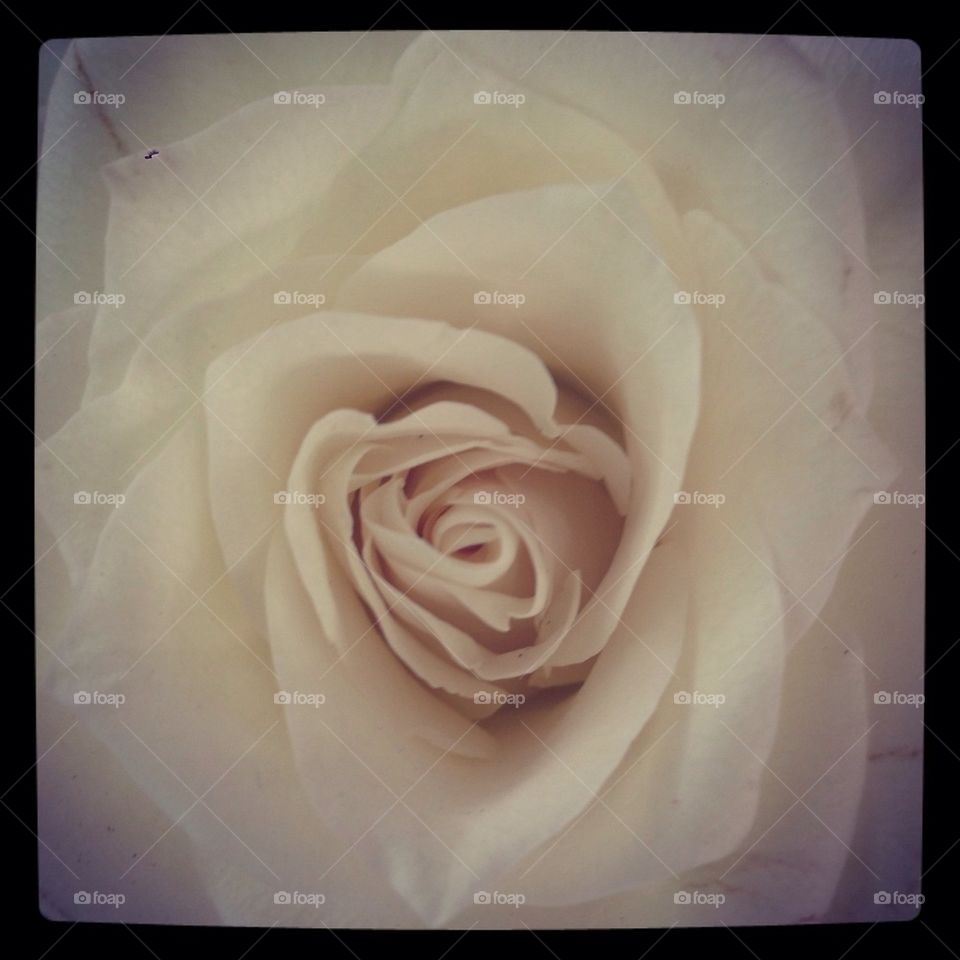 White rose