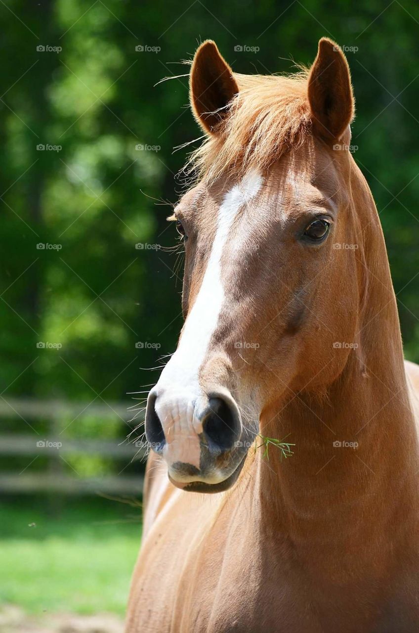 quarter horse