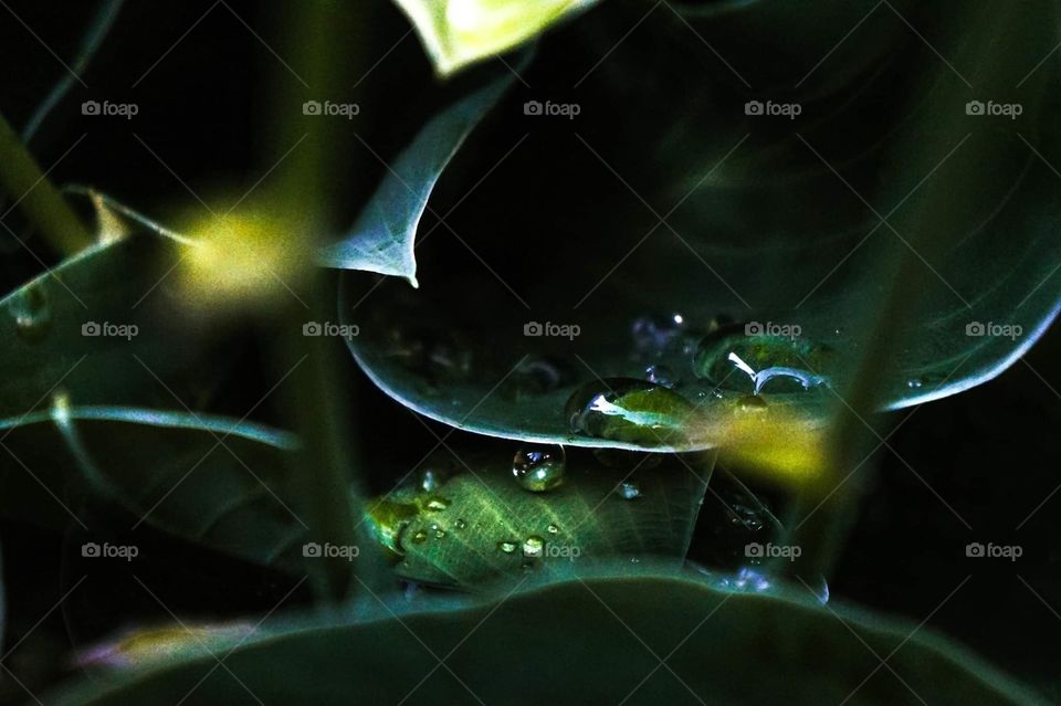 Water droplets gather on thick leaves after a rainstorm as spring starts
