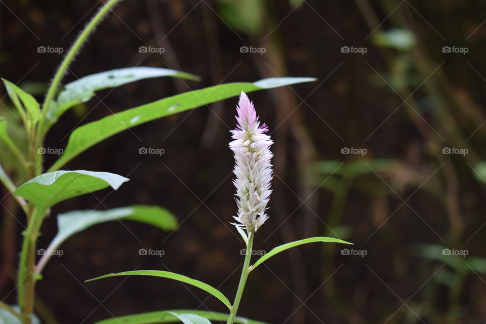 Flower closeup