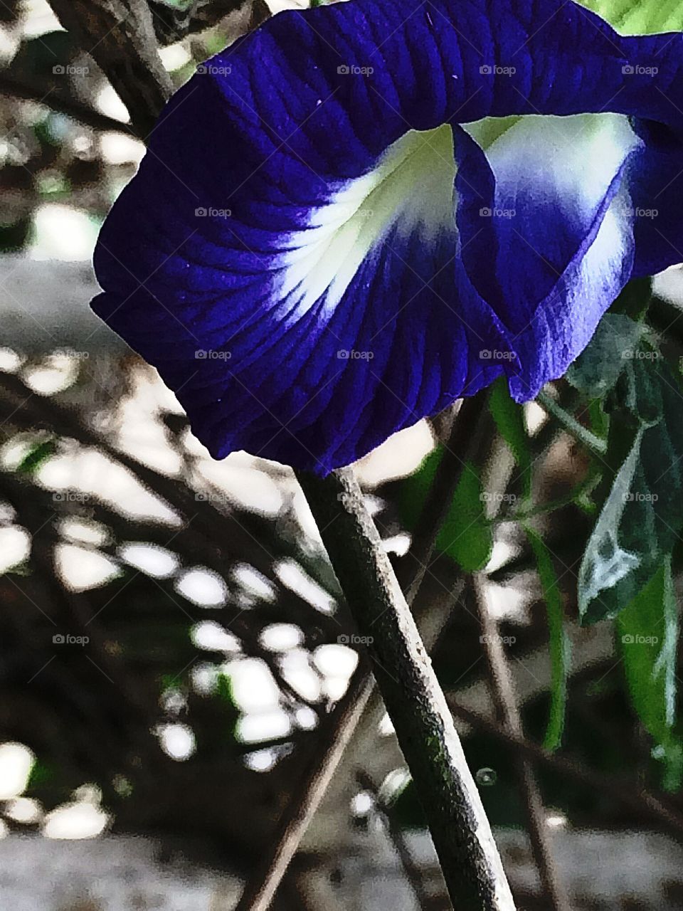 Wonderful.   Flower