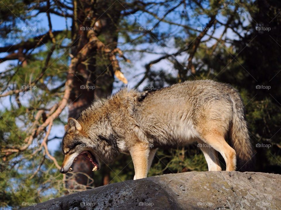 Wolf standing on rock