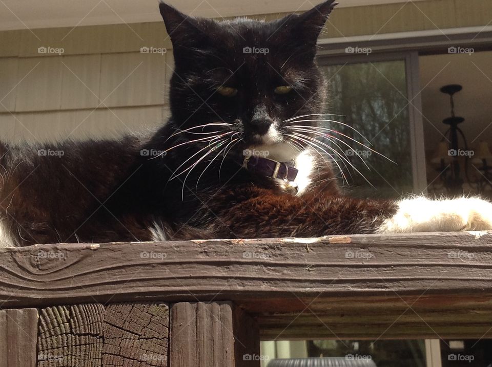 My black and white fluffy tuxedo cat.