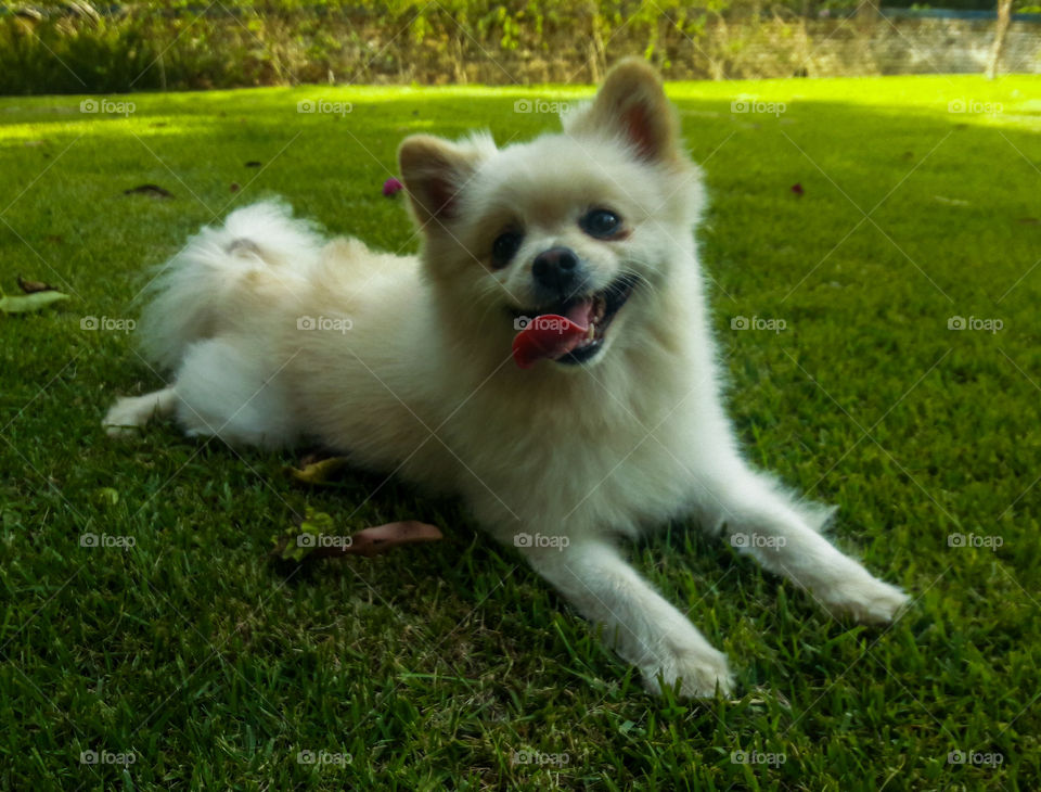 Canguru da patagonia