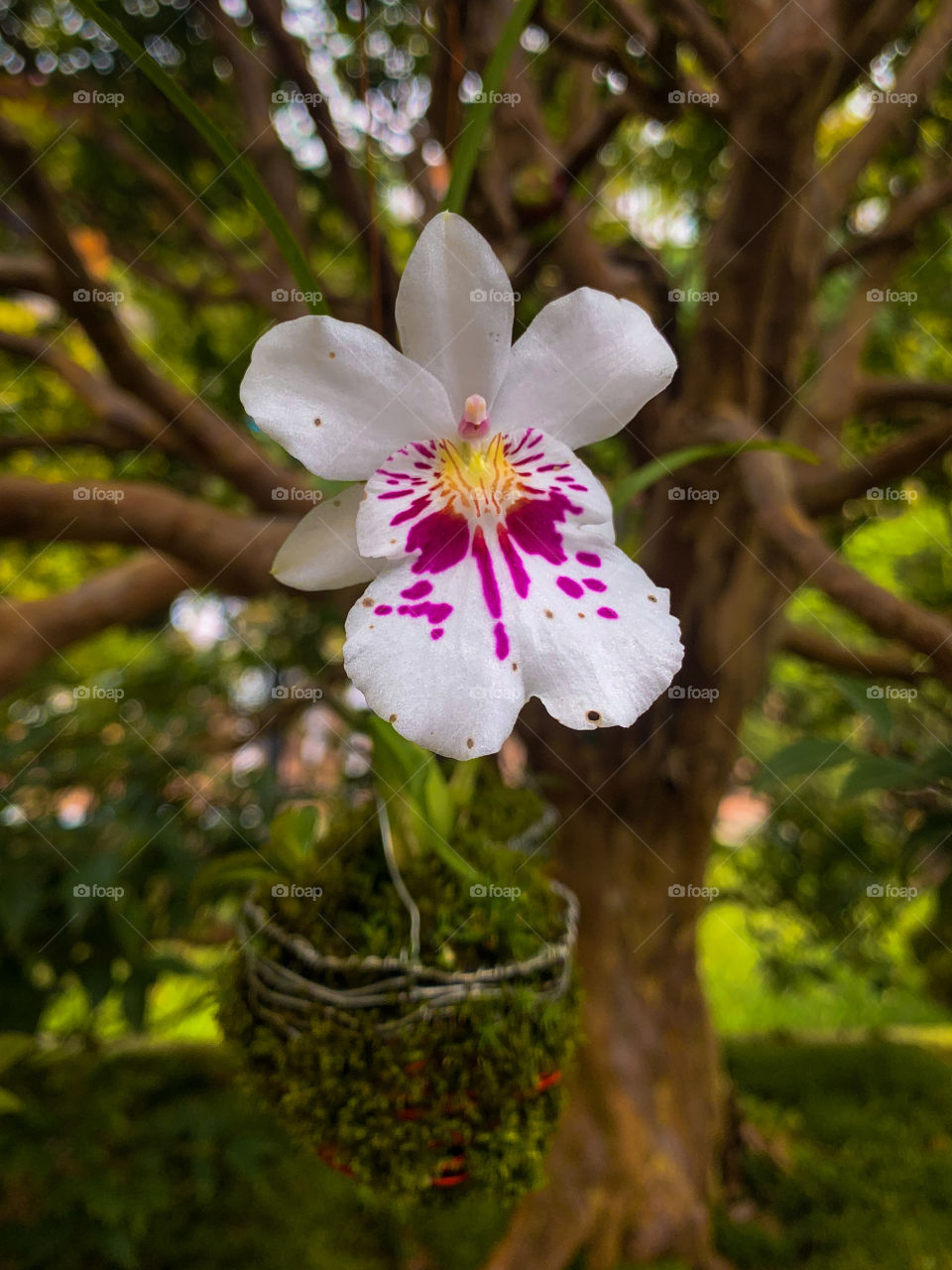 Orquídea- orchid