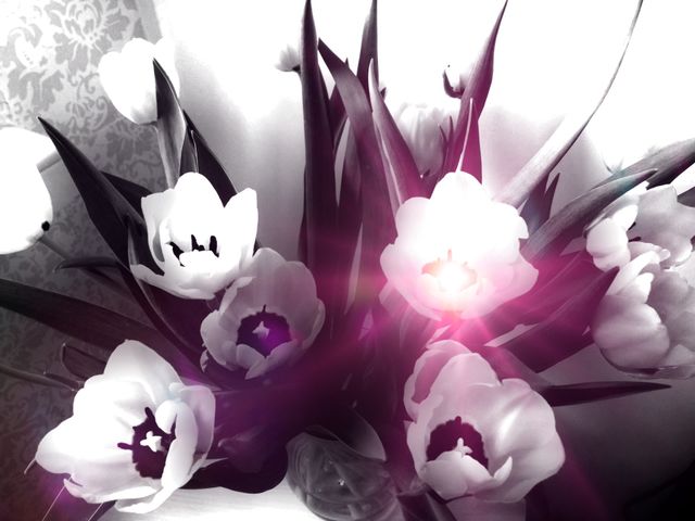 Tulip Bliss